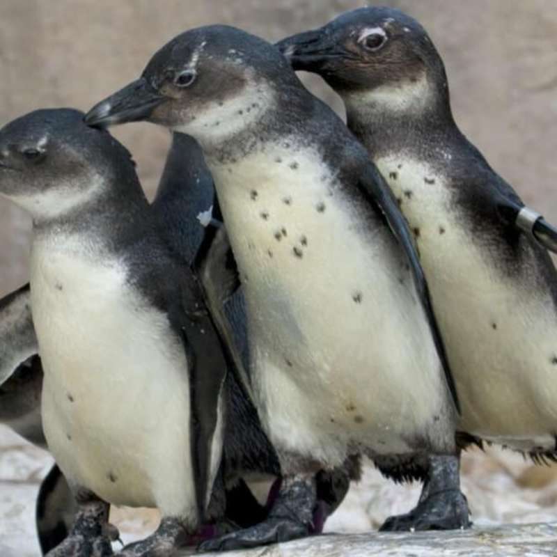 GoEco - Penguin and Marine Bird Sanctuary