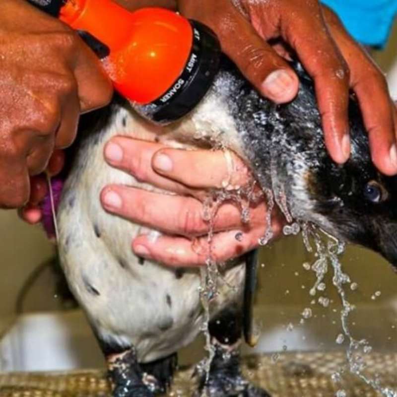 GoEco - Penguin and Marine Bird Sanctuary