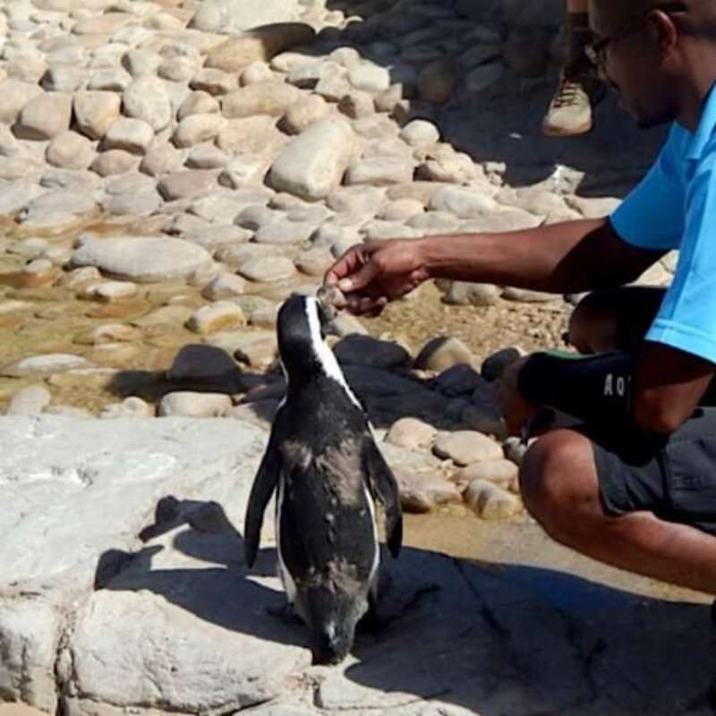 GoEco - Penguin and Marine Bird Sanctuary