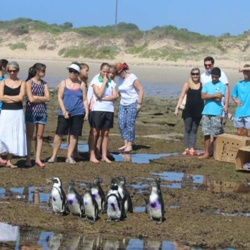 GoEco - Penguin and Marine Bird Sanctuary