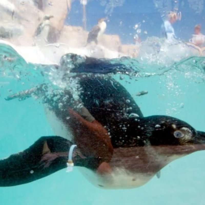 GoEco - Penguin and Marine Bird Sanctuary