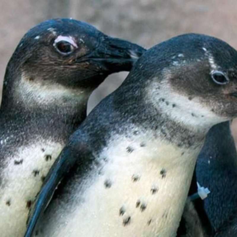 GoEco - Penguin and Marine Bird Sanctuary