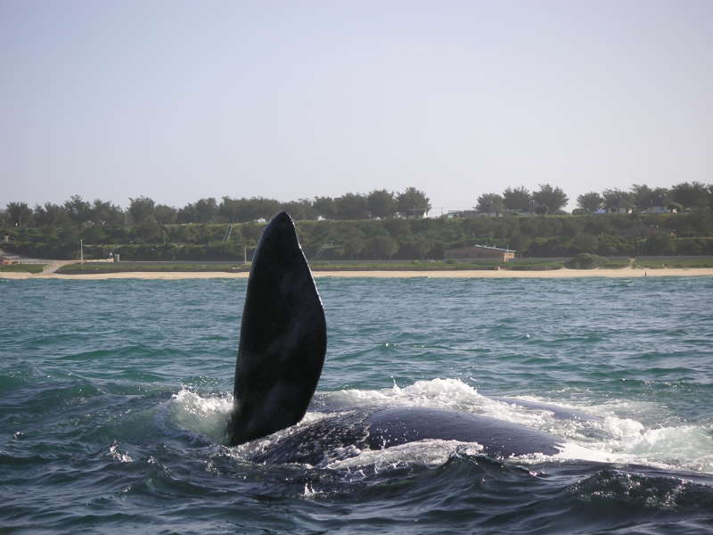southern right whale