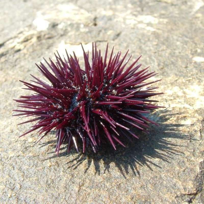 purple sea urchin