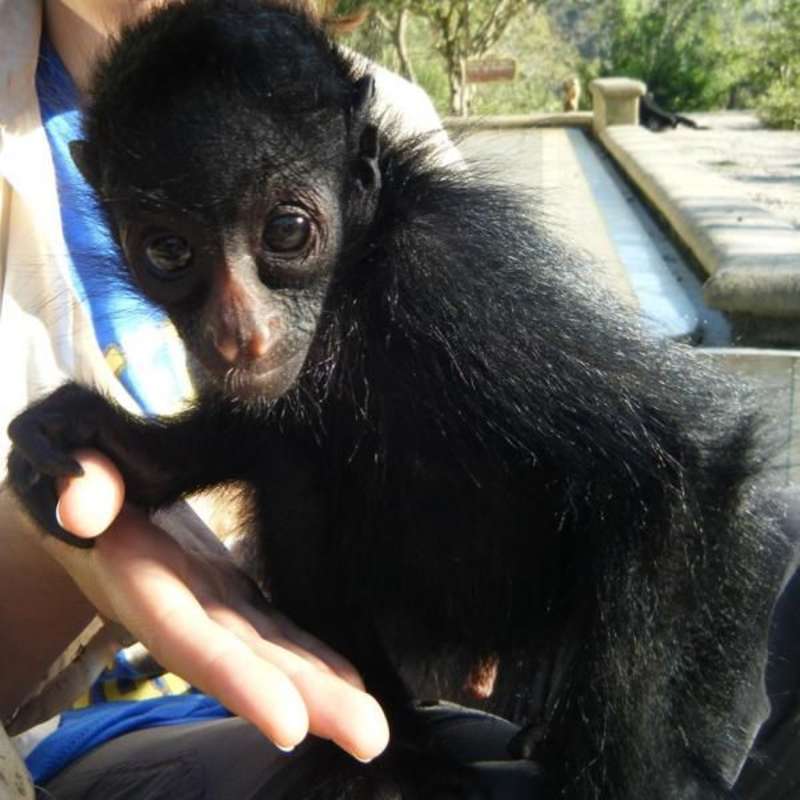 Spider monkey in a rescue