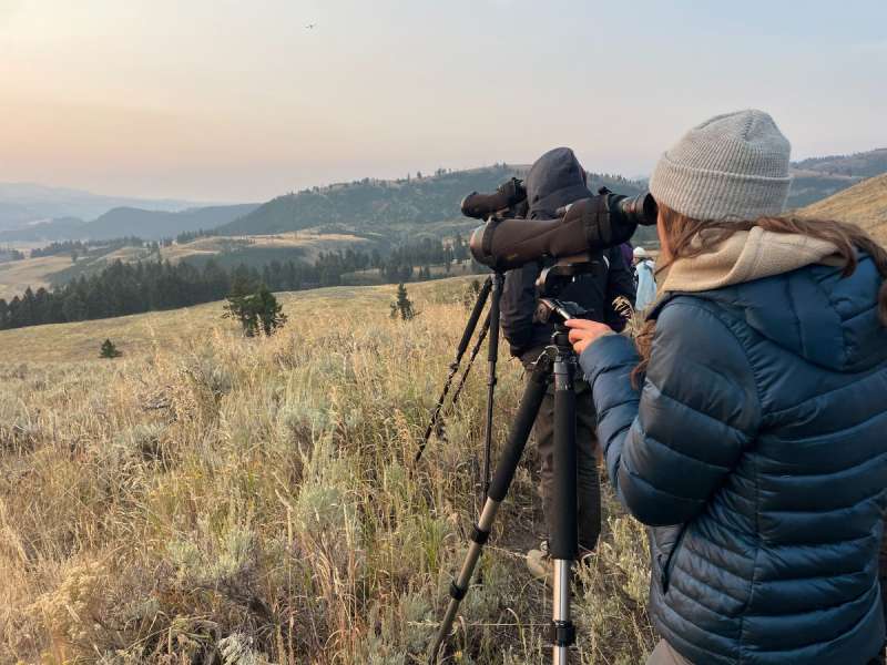 Spotting Wolves in Yellowstone
