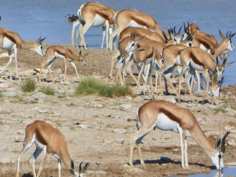 Springbok herd grazing in the Namibian desert