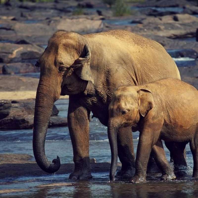 Elephant conservation Sri Lanka