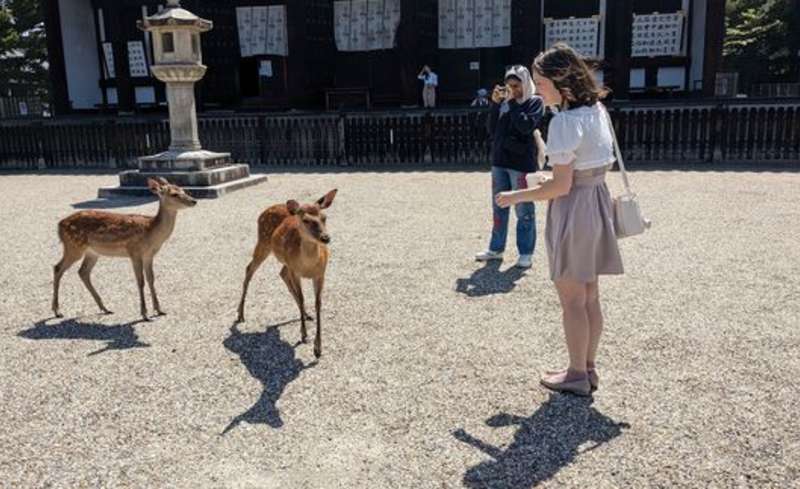 Student at Nara Park in Kyoto looking at deer