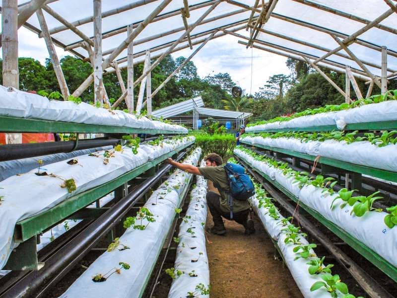 Student in greenhouse