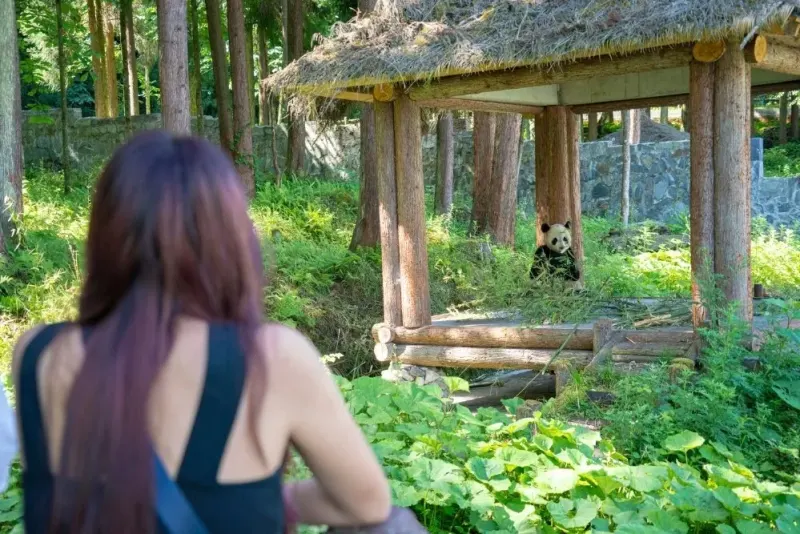 Student looks at panda