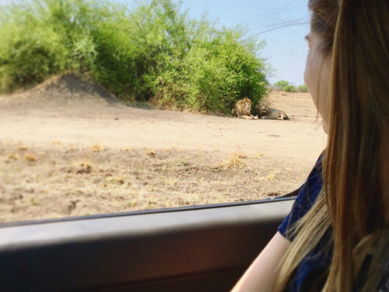 Student observes lion in Malawi on wildlife trip