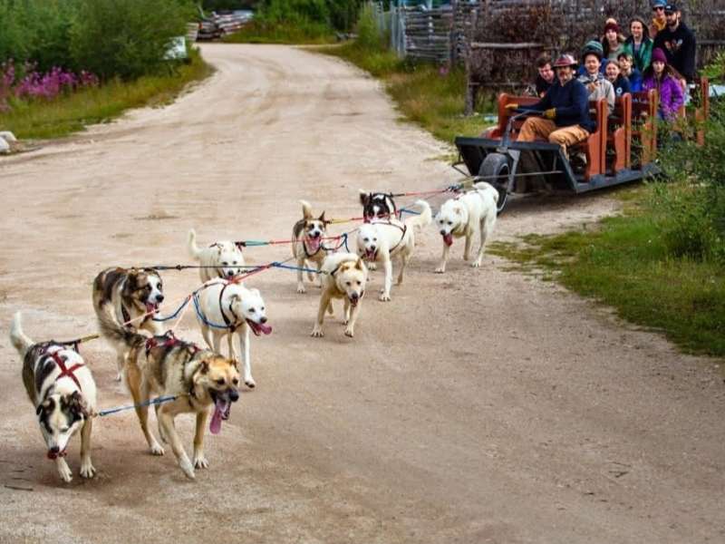Students being pulled by dog-sled in Canada