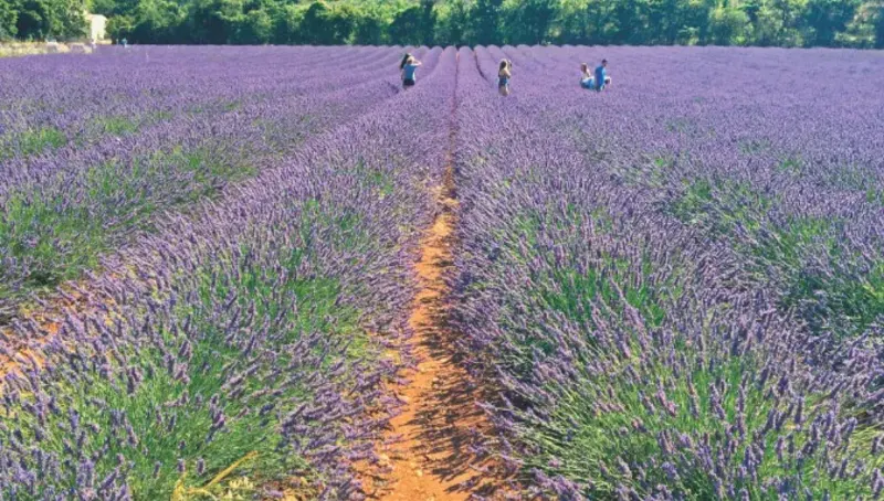Students in lavender field