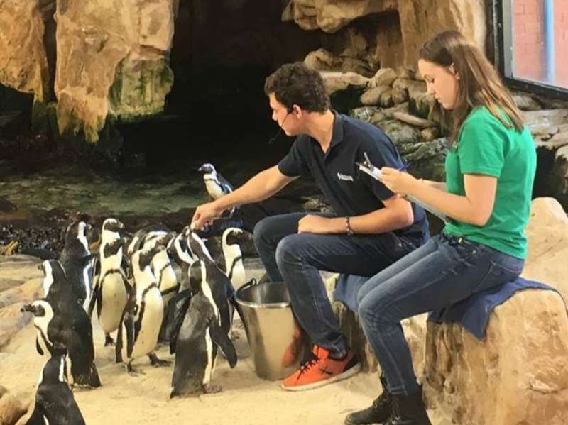 students intern with penguins in cape town