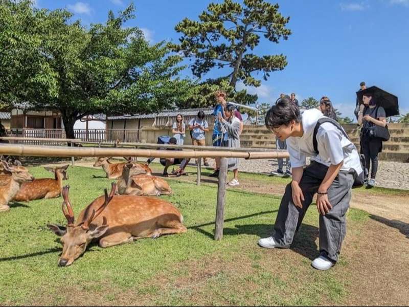Students looking at deer in Nara Park in Japan