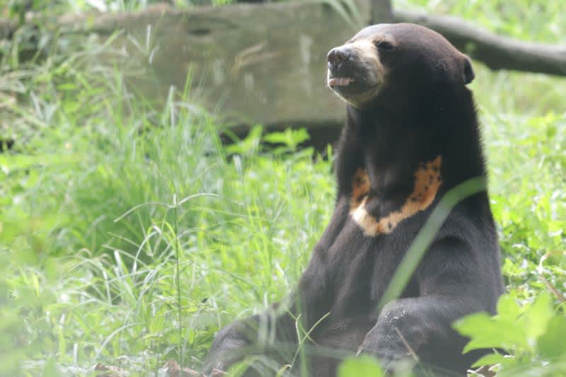 Sun Bear