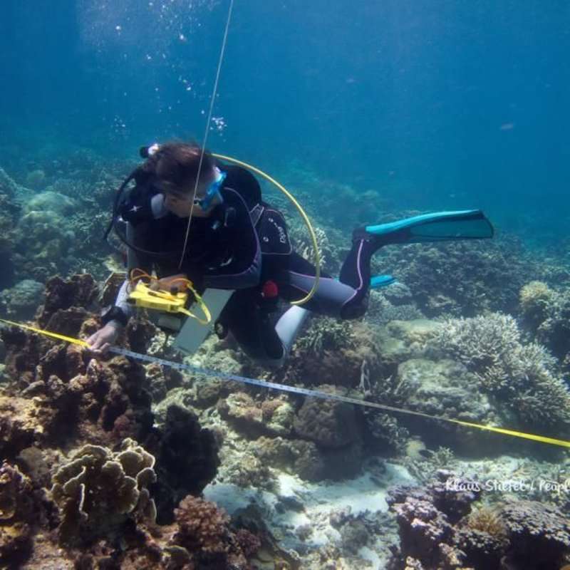 Volunteer in Marine Conservation