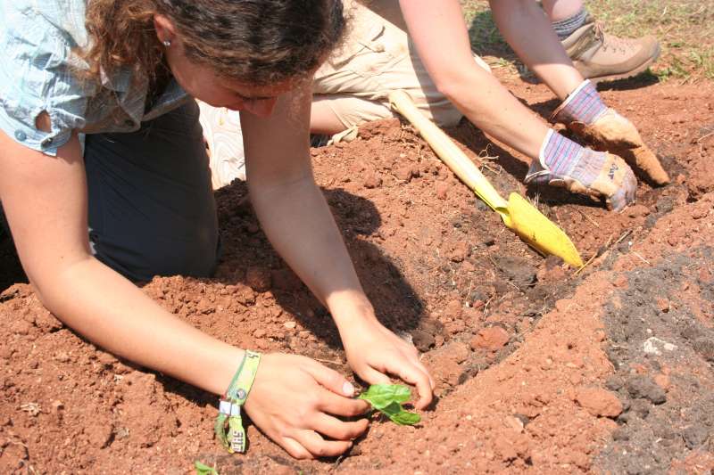 Volunteer planting