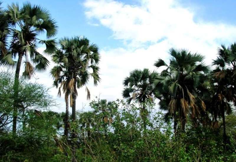 Volunteer in Tanzania 