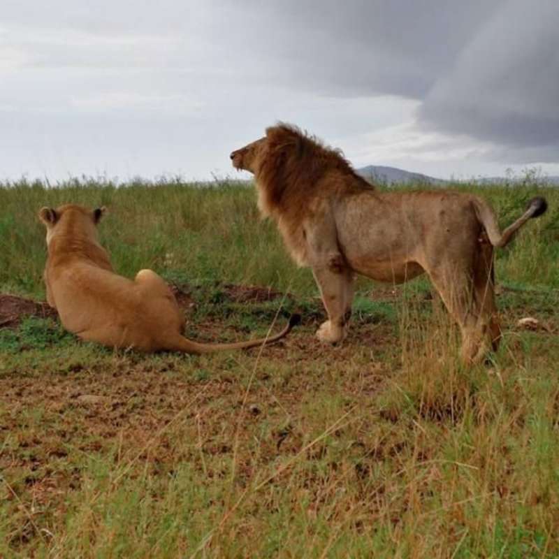 Wildlife Conservation in Tanzania