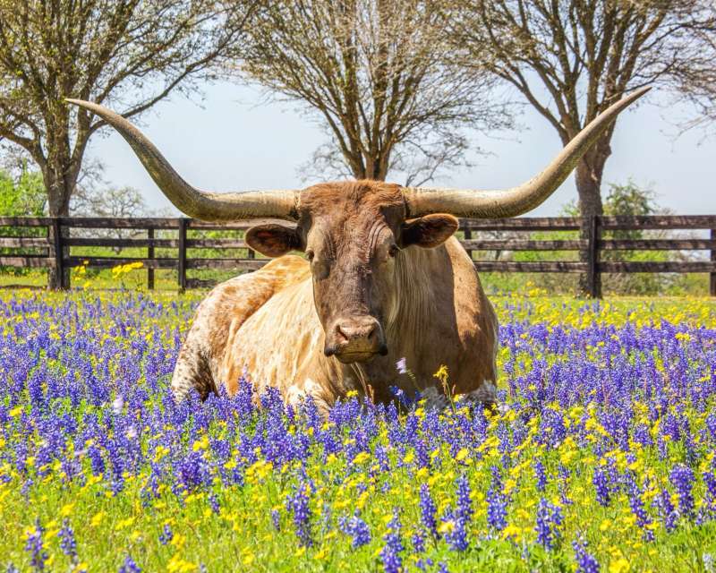 Teach in Texas