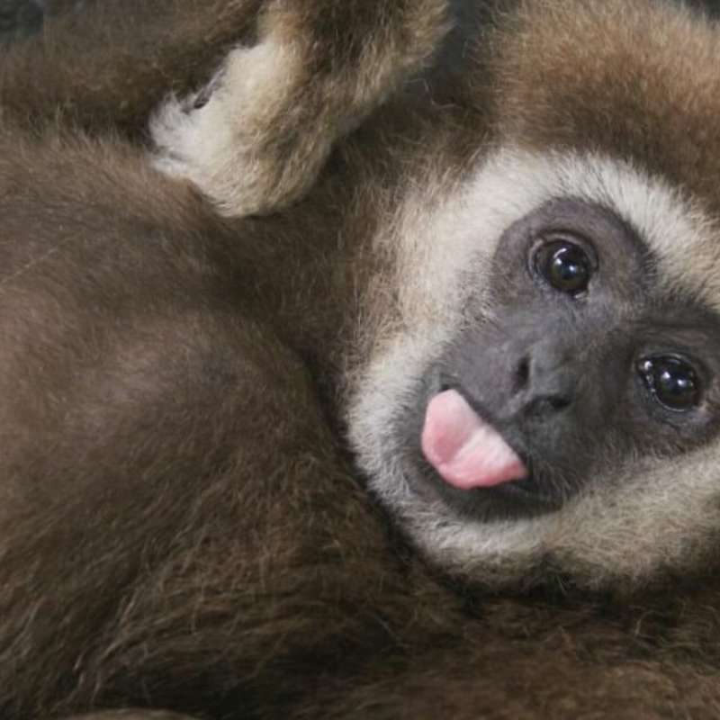 GoEco - Gibbon Sanctuary