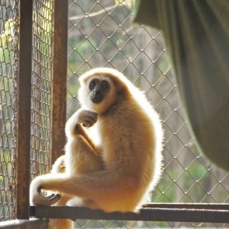 GoEco Thailand - Gibbon Primate Sanctuary