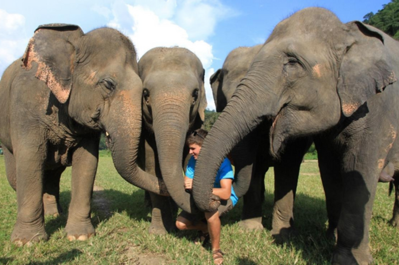 Thailand Mid Teen Summer Program - Elephants