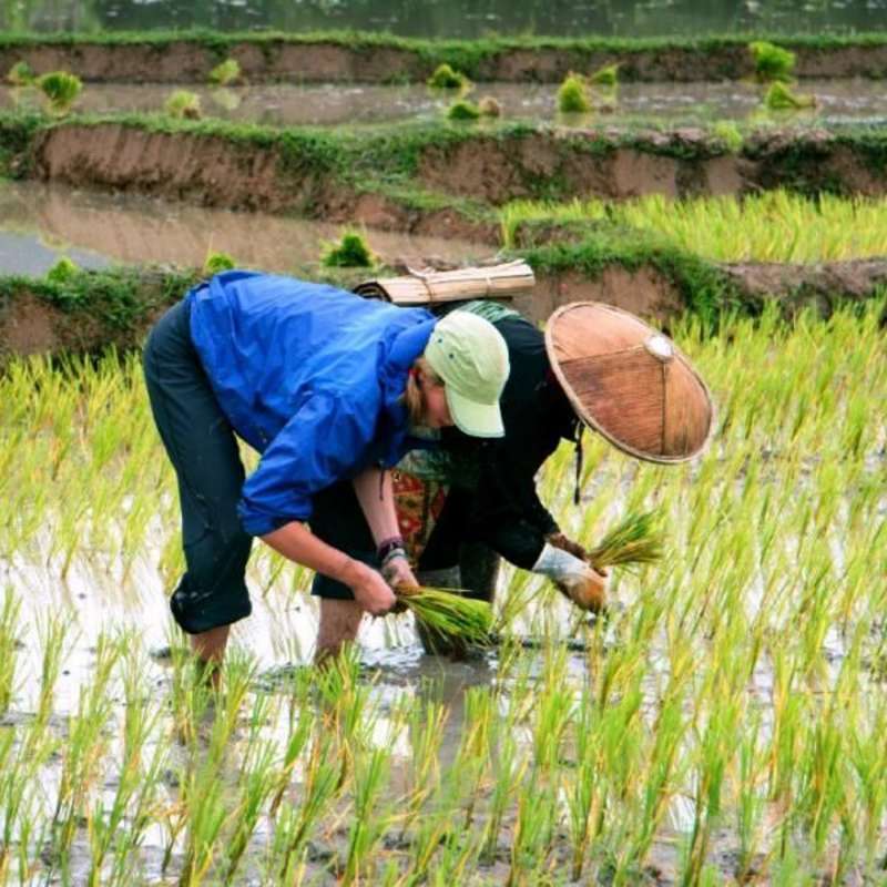rice farming with homestay mom in Thailand
