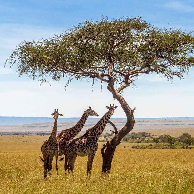 Three giraffes next to a tree in a savannah 