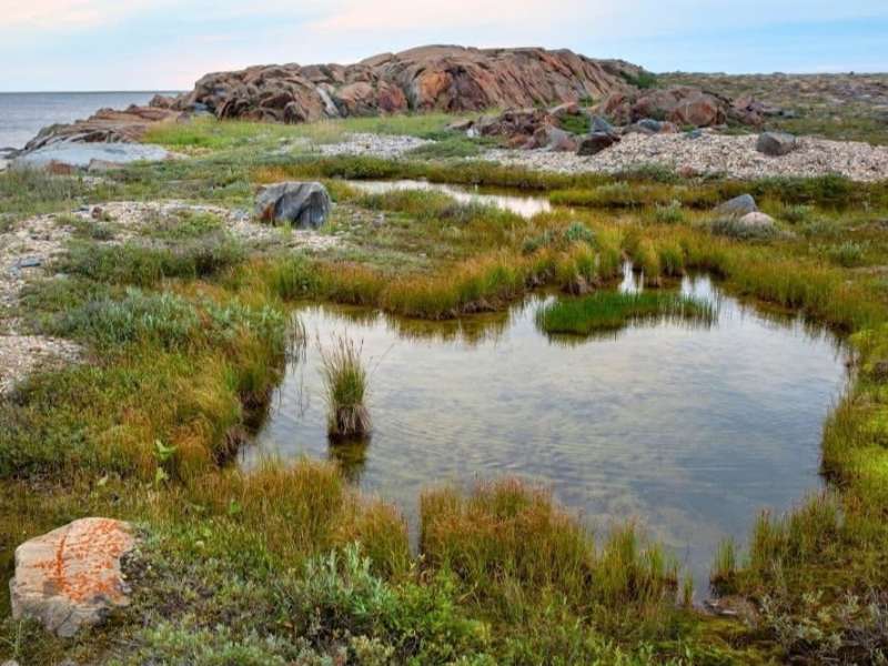 Tidepools near shore in Canada