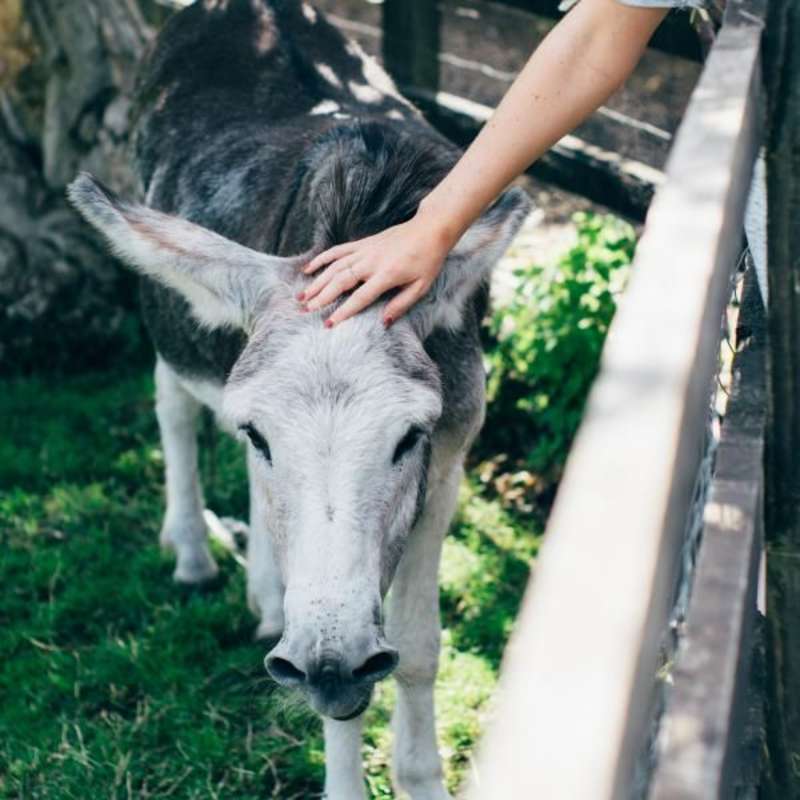 Veterinary Science Internship