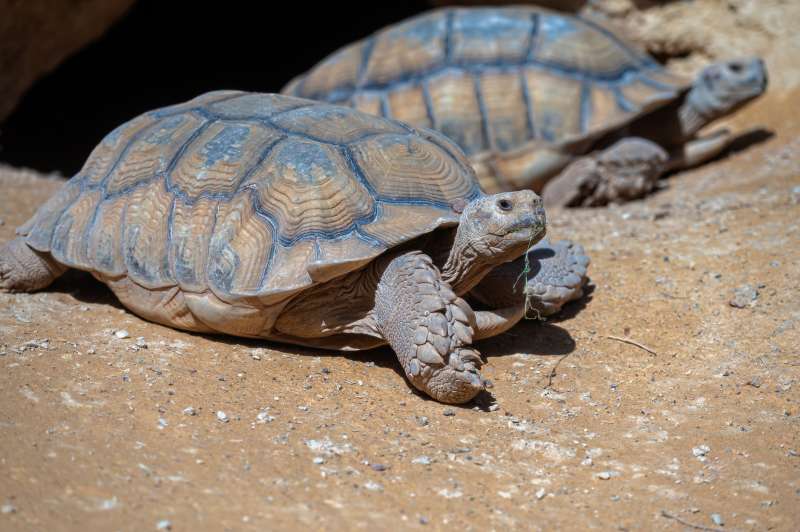 tortoise