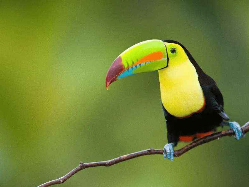Toucan