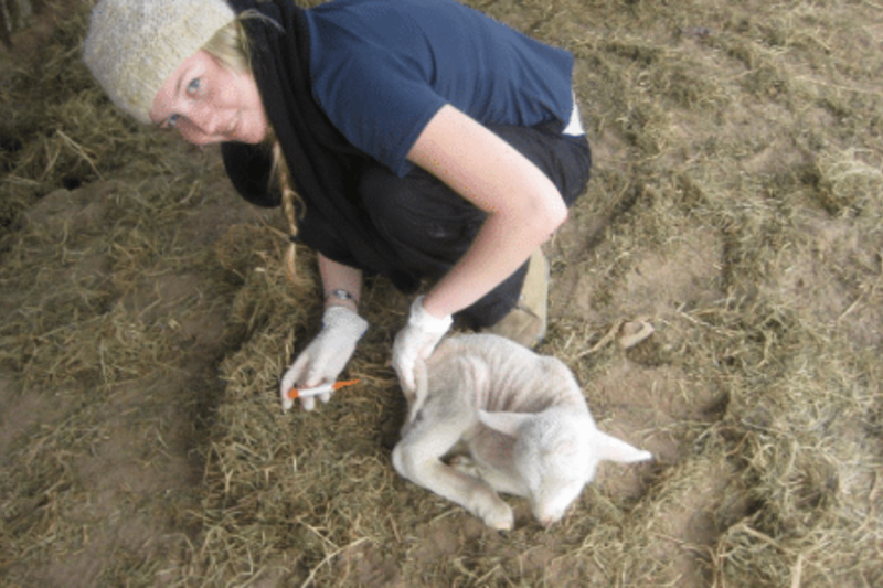 vet injecting an animal
