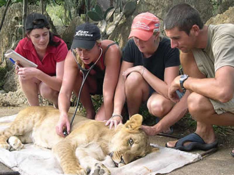 Interns treating lion