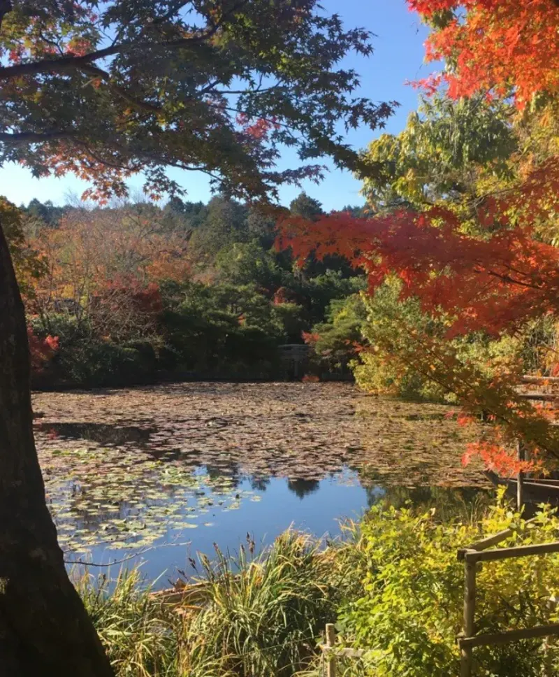 Trees in Japan
