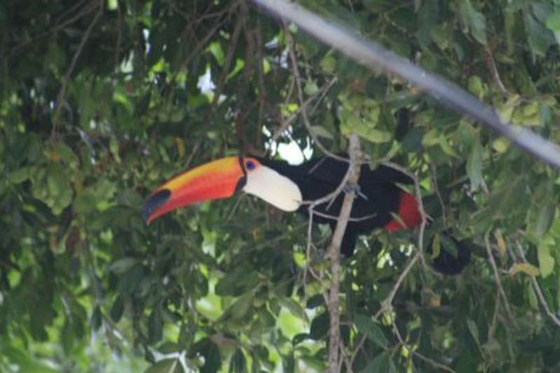 Toucan on the branch
