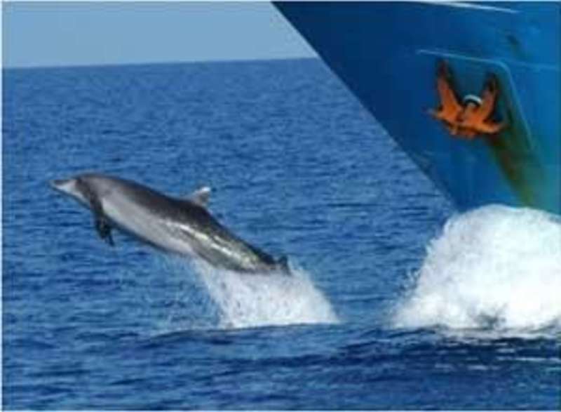 GoEco Italy - Dolphin and Marine Research