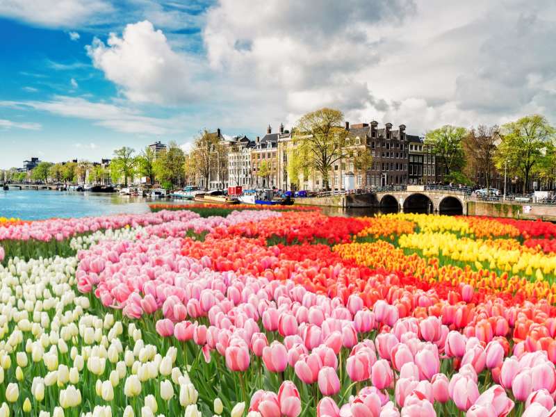 Tulips at the Amsterdam canal