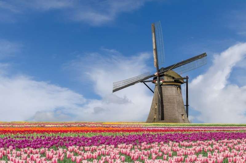 Tulips blooming in Amsterdam