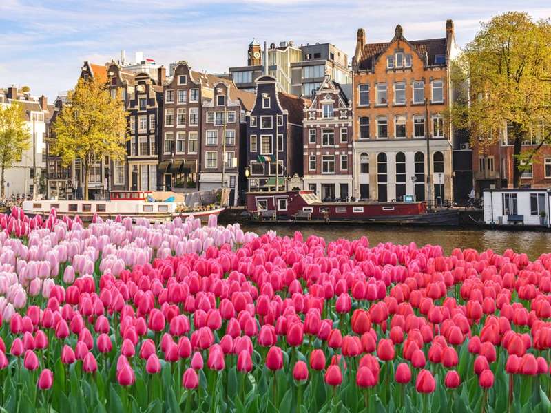 Tulips in front of canal in Amsterdam