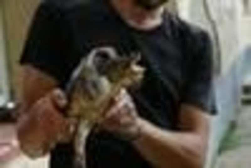 Turtle