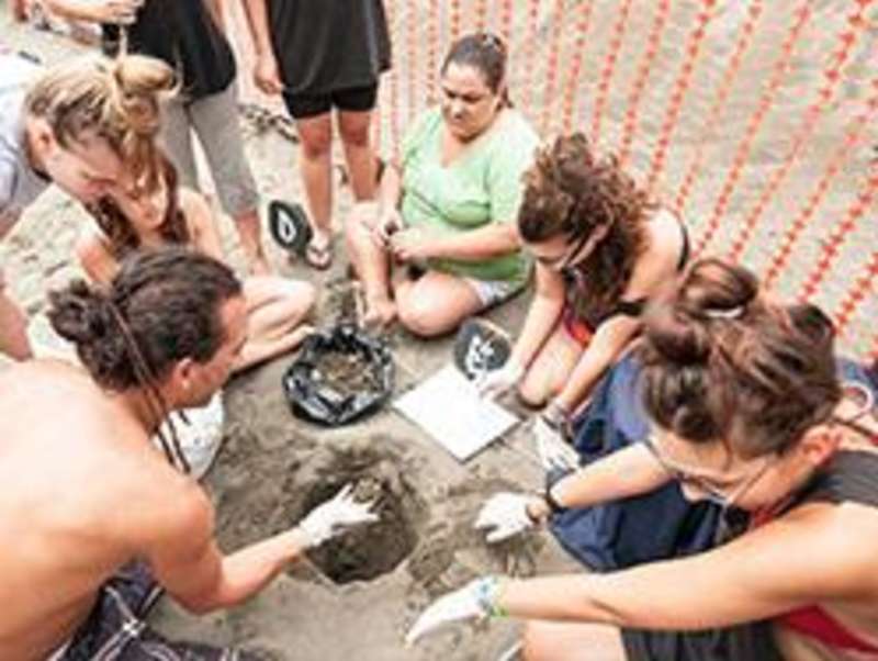 Turtle Conservation Program in Costa Rica with Love Volunteers!