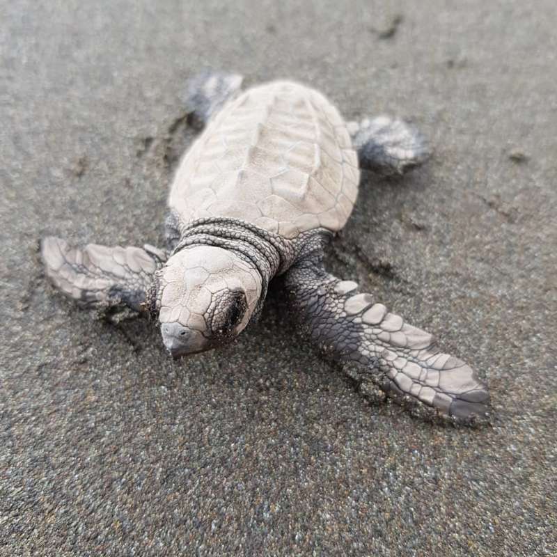 Turtle Conservation Program in Costa Rica