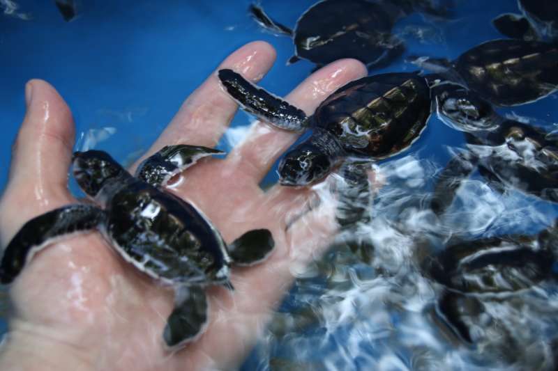 Turtle Conservation