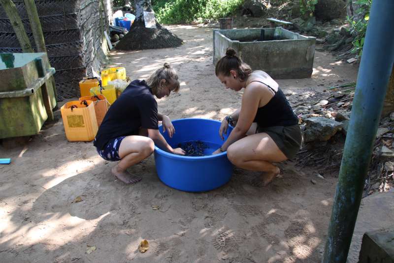 Turtle Conservation
