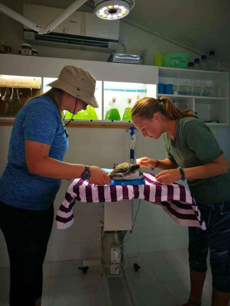 Turtle Conservation