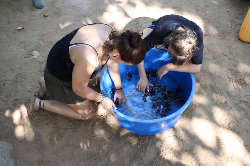 Turtle Conservation